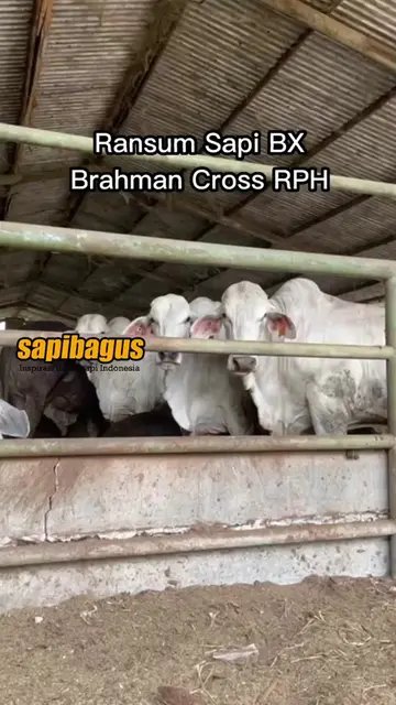 Ransum-Sapi-BX-Brahman-Cross-RPH